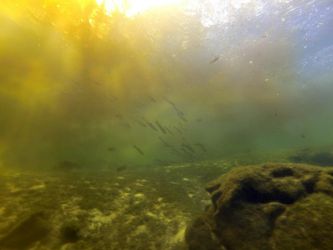 Troy Springs