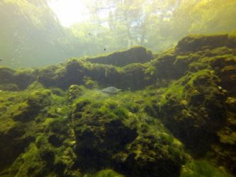 Troy Springs
