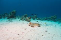 Hurghada - Erg Sabina 1875624