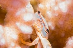 Hurghada - Voodoo shore dive 1875626