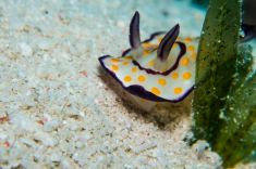 Hurghada - Voodoo shore dive 1875626