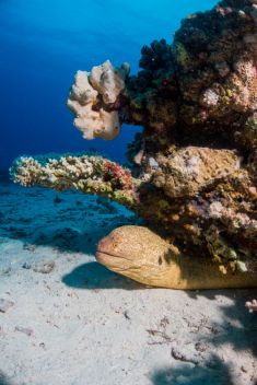 Hurghada - Abu Ramada South 1875627