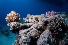 Hurghada - Abu Ramada South 1875627