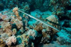 Hurghada - Abu Ramada South 1875628