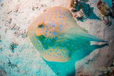 Hurghada - Gota Abu Ramada - West 1875630