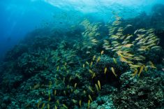 Hurghada - Small Giftun - Police Station 1875631