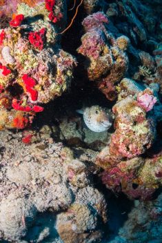 Hurghada - Small Giftun - Police Station 1875631