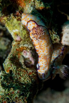 Hurghada - El Erouk Maksour 1875632