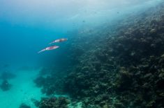 Hurghada - El Sachwa Lagoon 1875633