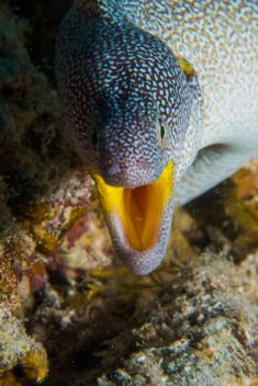 Hurghada - El Fanadir - North 1875634