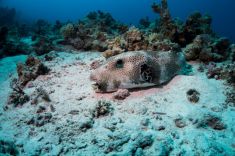 Hurghada - Shaab Sabina 1875636