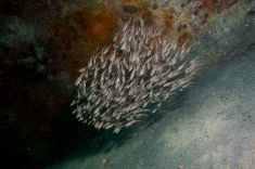 Hurghada - The Belina 1875637