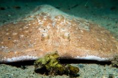 Hurghada - The Belina 1875637