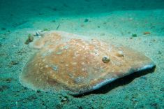 Hurghada - The Belina 1875637