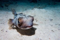 Hurghada - El Fanadir - North 1875640