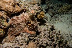 Hurghada - El Fanadir - North 1875640