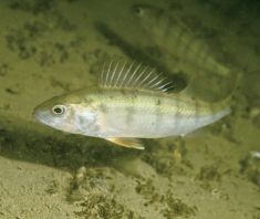 3894887