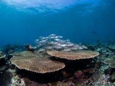 1009882