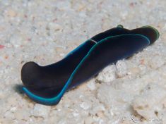 1752173