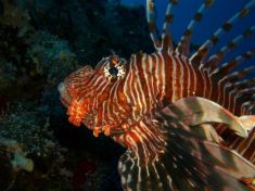 45890